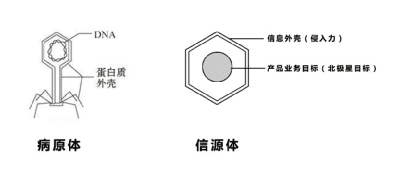 增长思维：病毒学中的裂变增长奥义