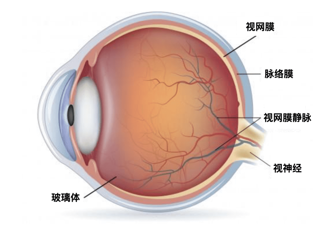 三个现象揭示认知心理学与用户体验的关系