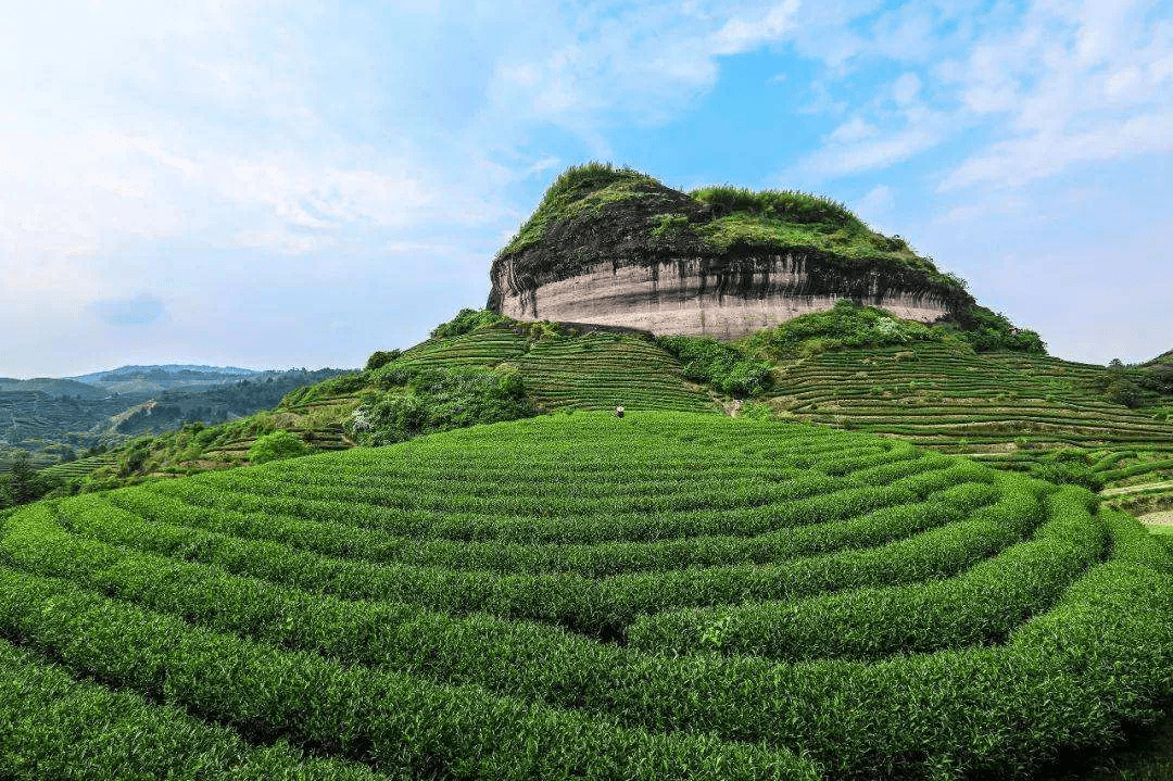 困在光环里的中国茶：既不想当立顿，也没能再造一个小罐茶