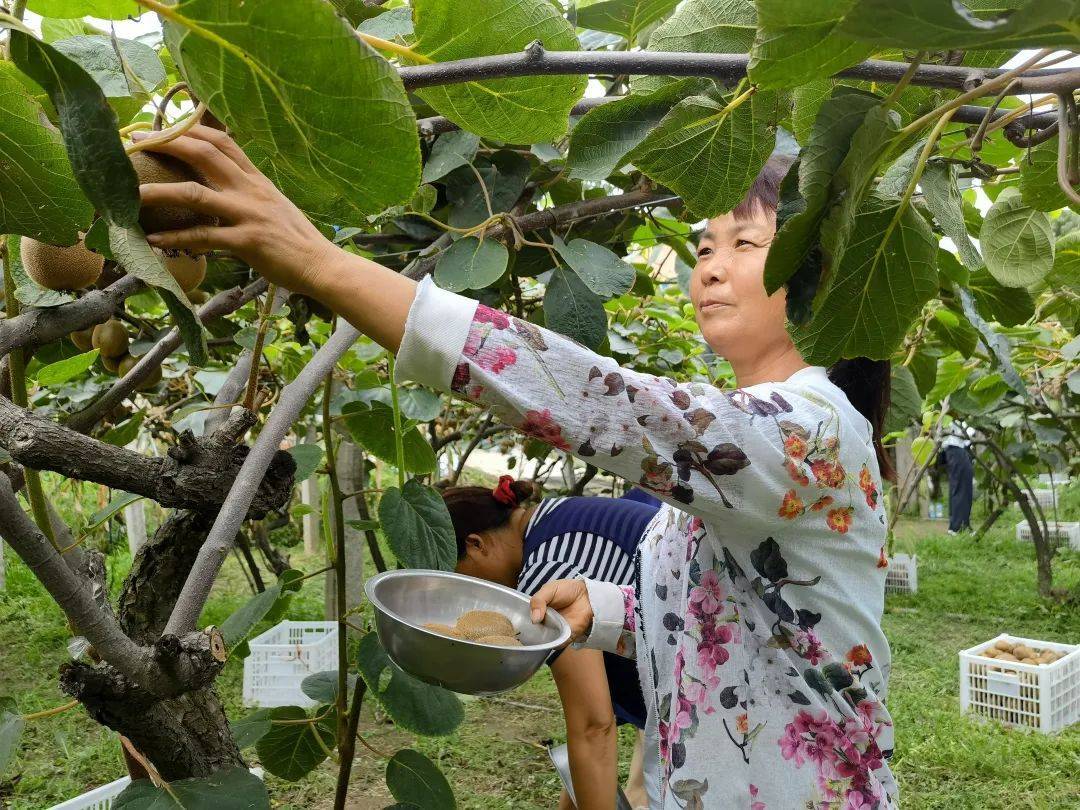 从车厘子自由到水果自由