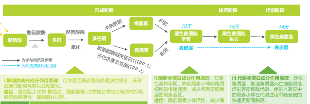 当护肤品牌在谈论纯净美妆时，究竟在谈论什么