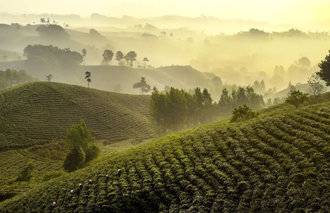 谁在打造下一个“茶中茅台”？｜对话小罐茶