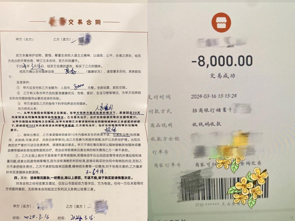 我花8000元，买到一只后院猫